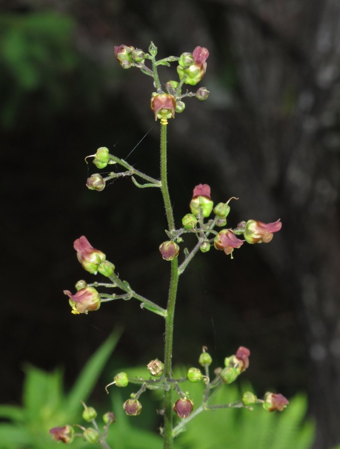 Scrophularia chrysantha