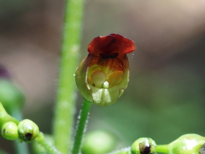 Норичник шишковатый – scrophularia nodosa