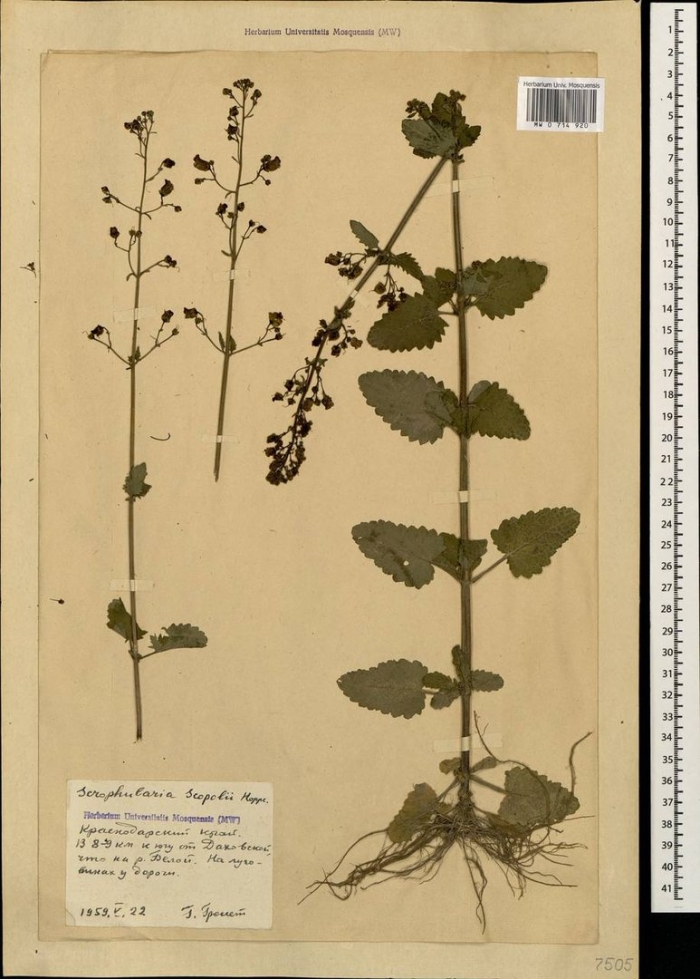 Шалфей остепненный гербарий