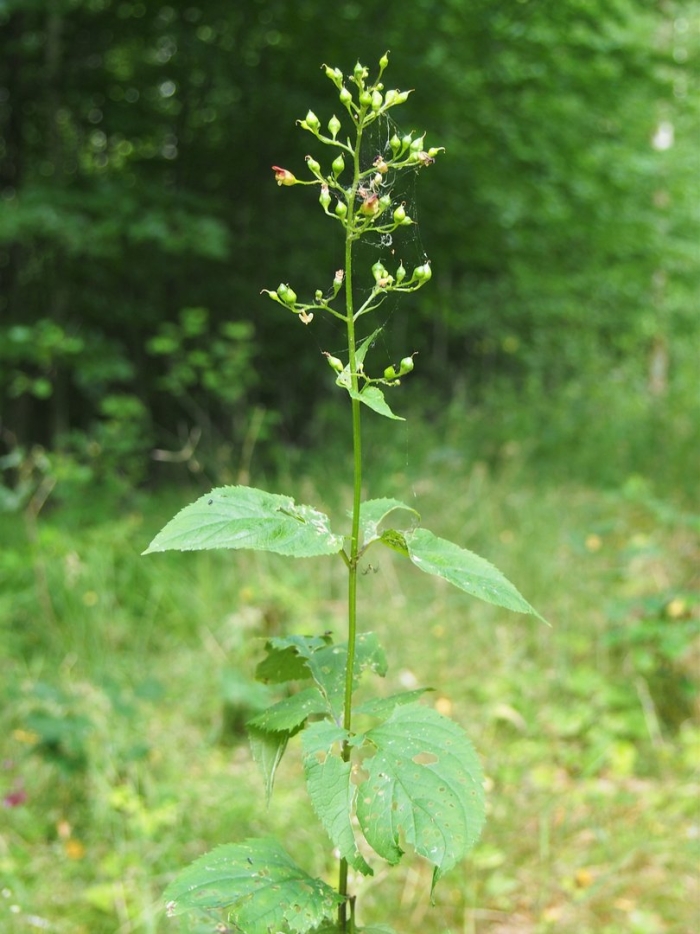 Scrophularia nodosa