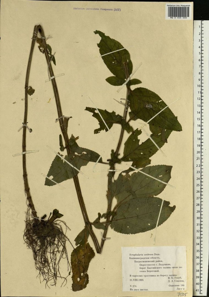 Гербарии растений