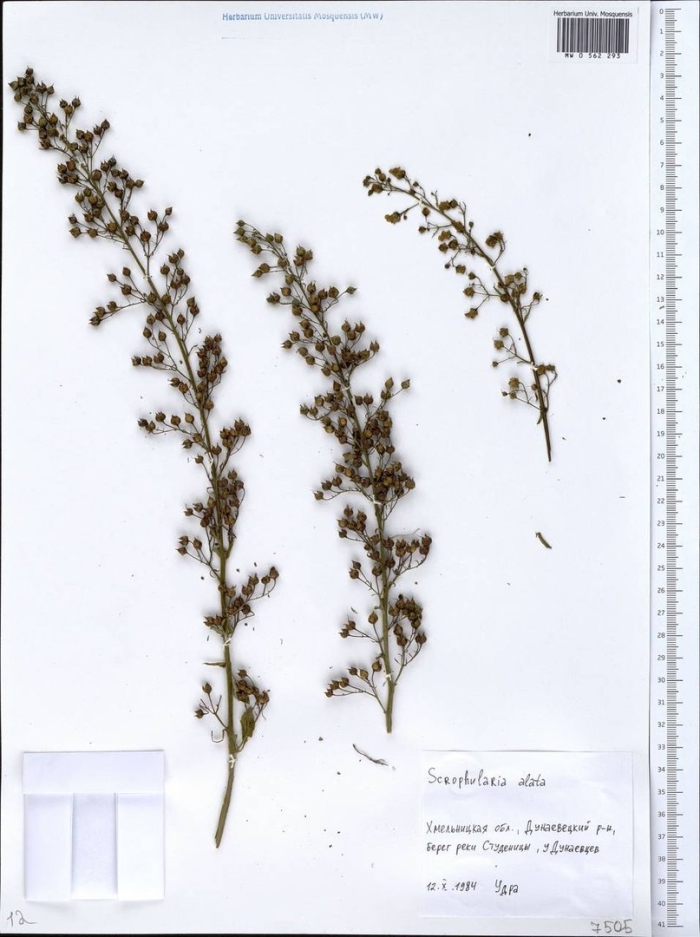 Полынь сиверса гербарий