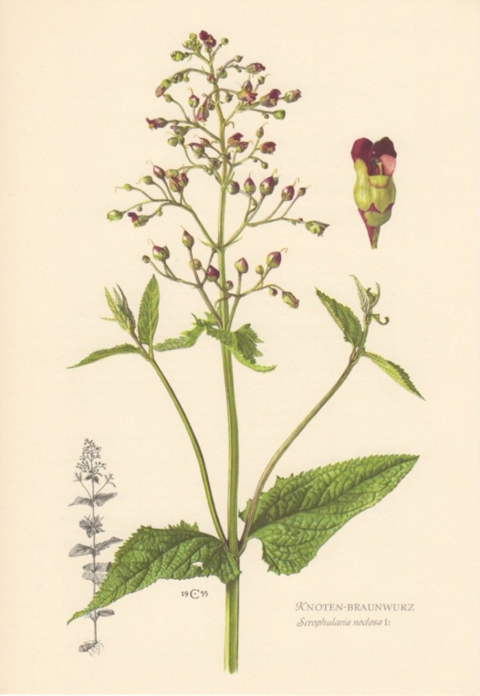 Норичник узловатый