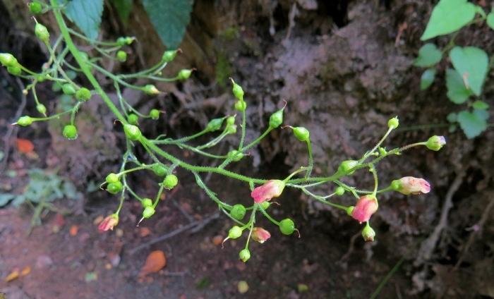 Норичник тенистый