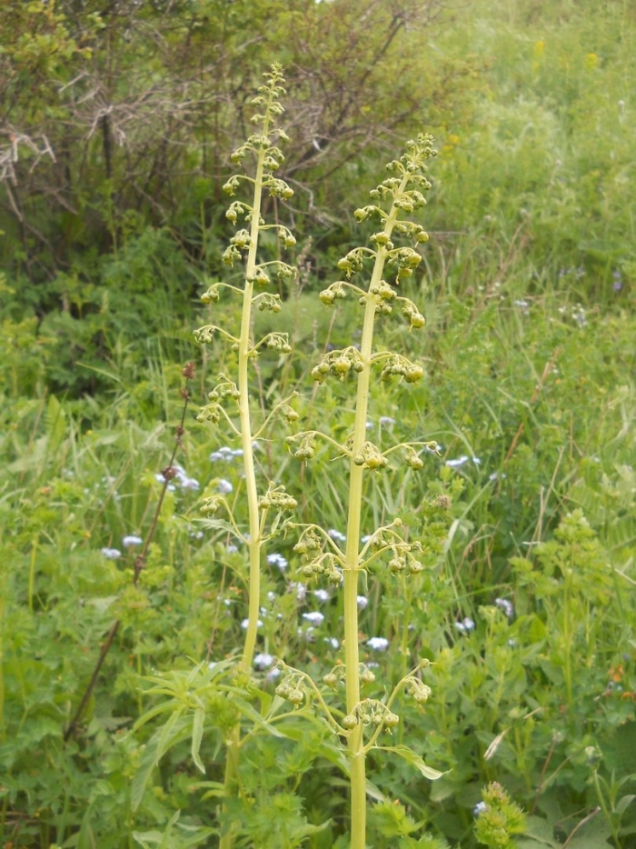 Reseda lutea