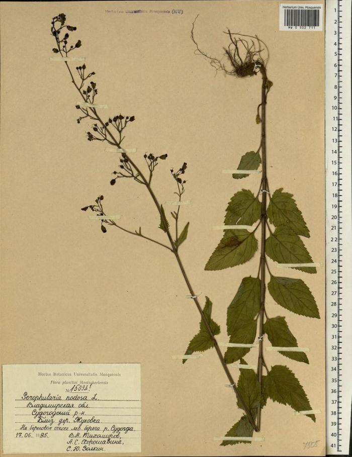 Норичник шишковатый