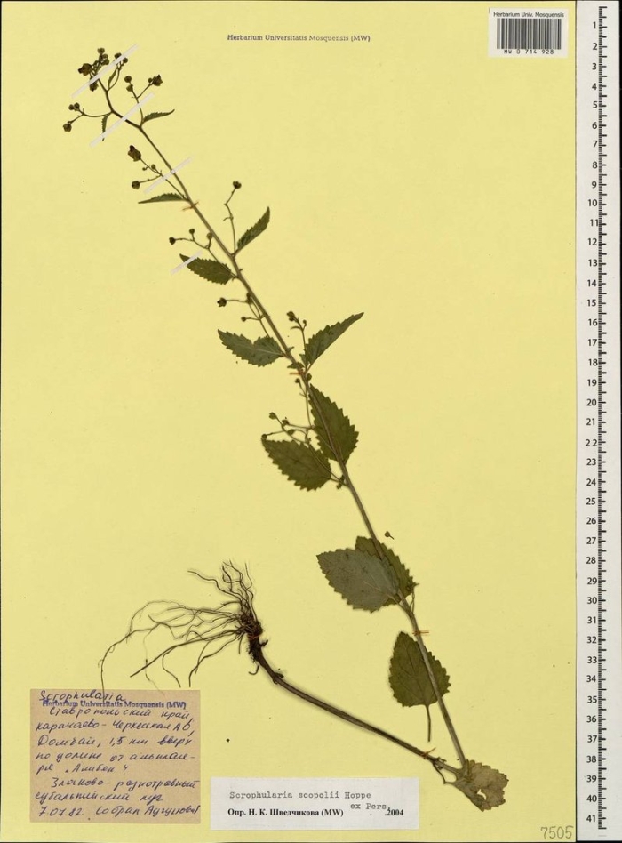 Мелисса лекарственная гербарий