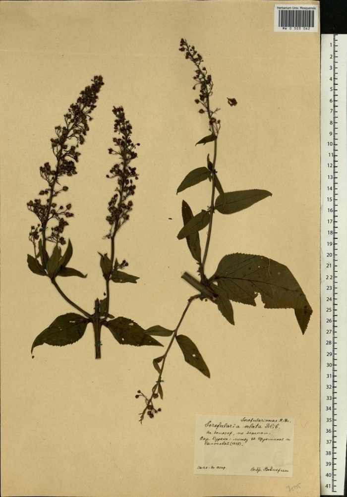 Ocimum basilicum гербарий
