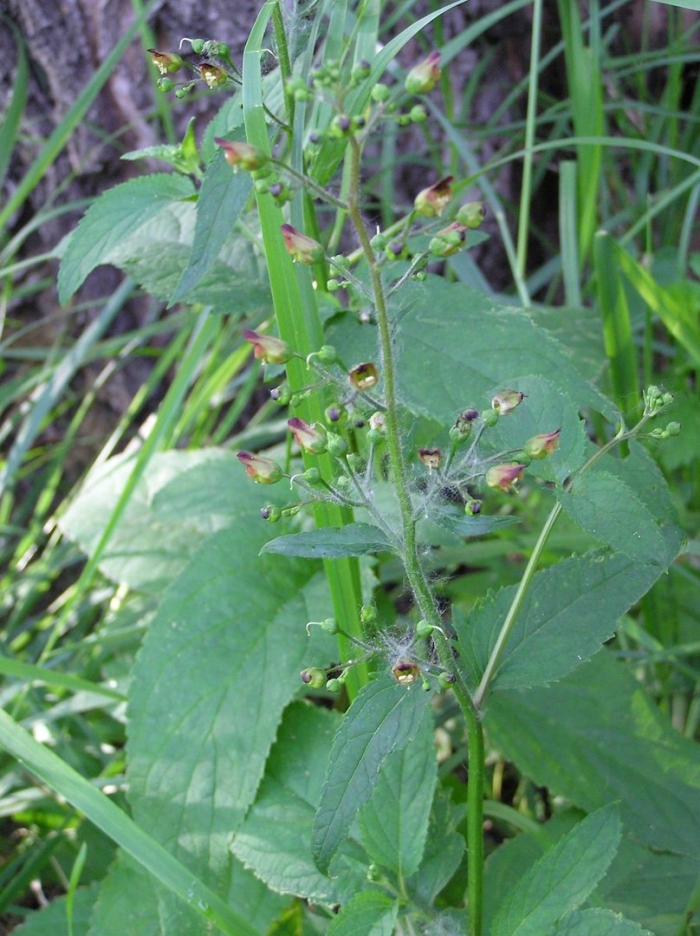 Норичник узловатый