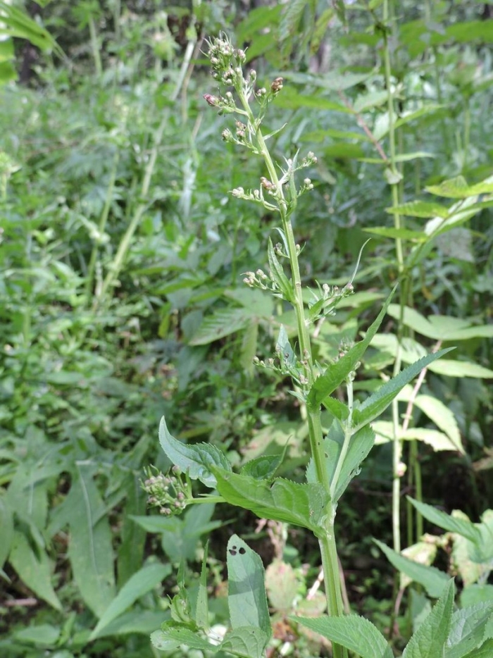 Норичник тенистый