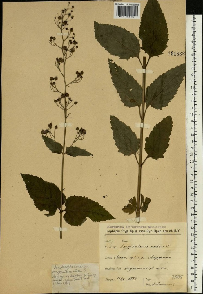 Норичник шишковатый