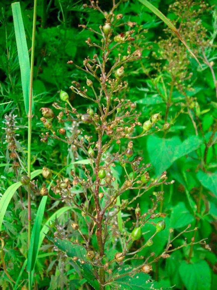 Мелколепестник канадский растение