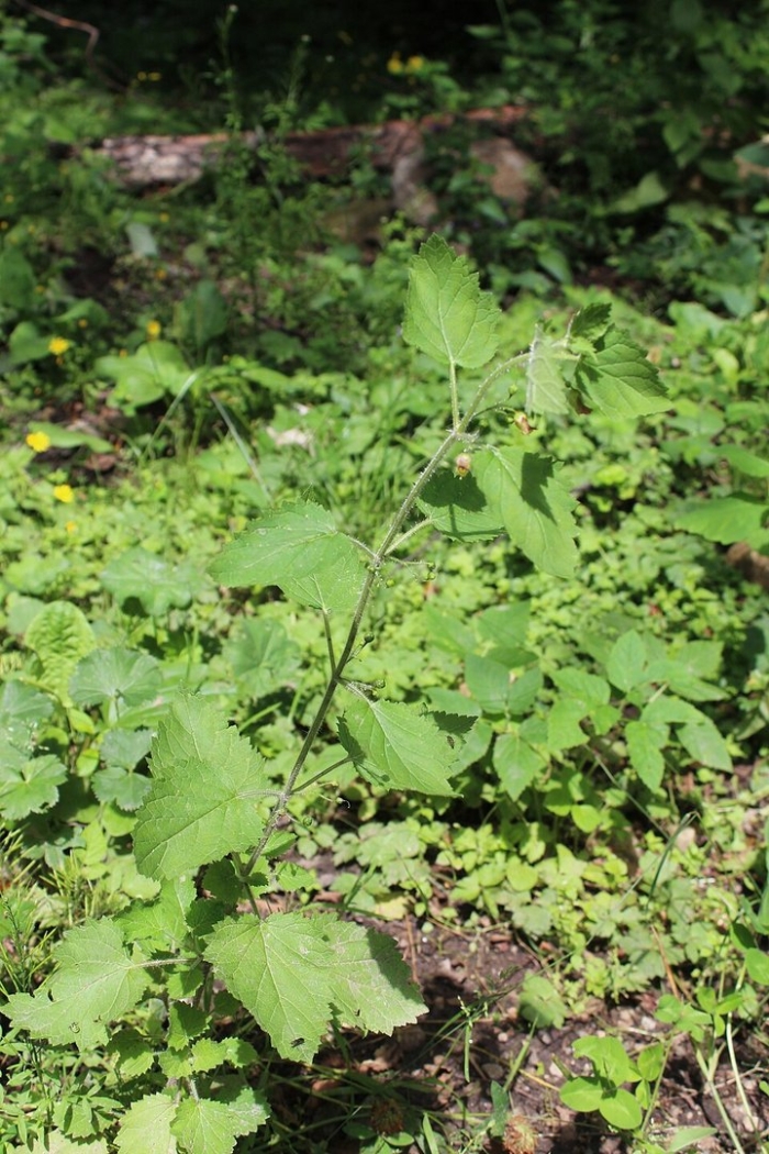 Норичник листья