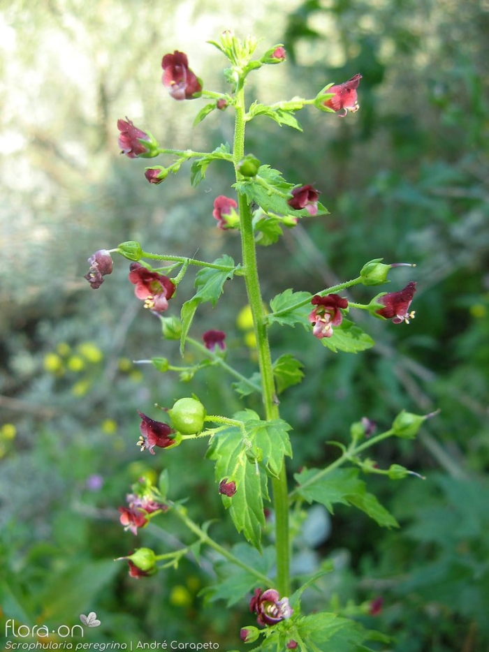 Scrophularia peregrina