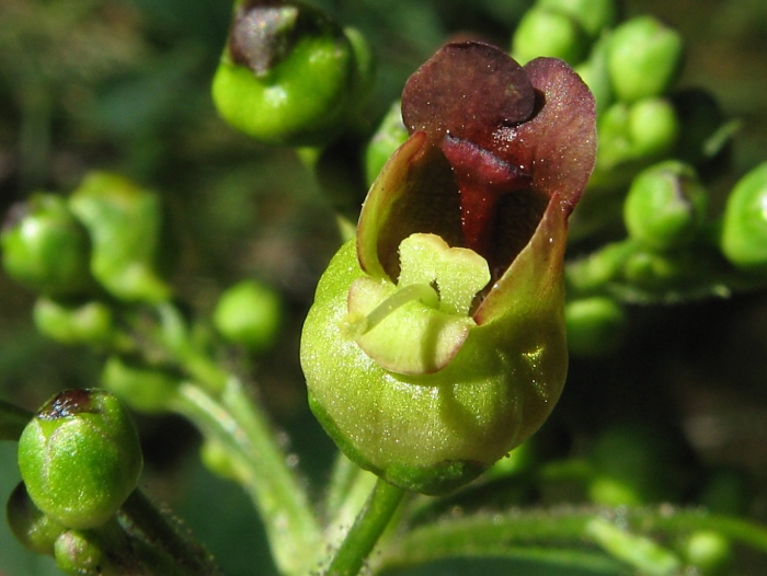 Норичник сарептский