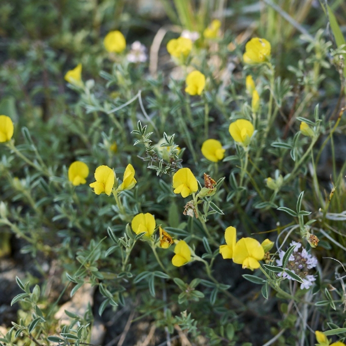 Лядвенец рогатый lotus corniculatus