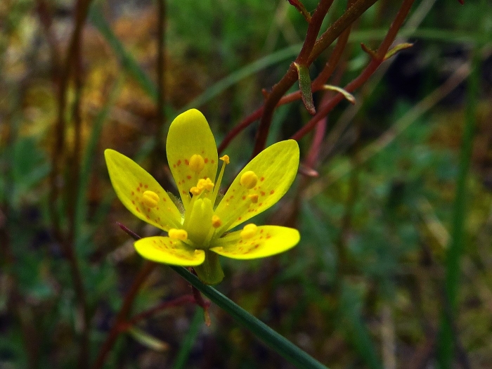 Saxifraga hirculus