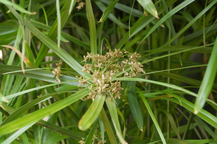 Cyperus alternifolius