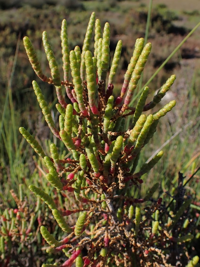 Arthrocnemum macrostachyum