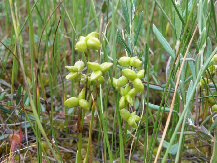 Шейхцерия болотная