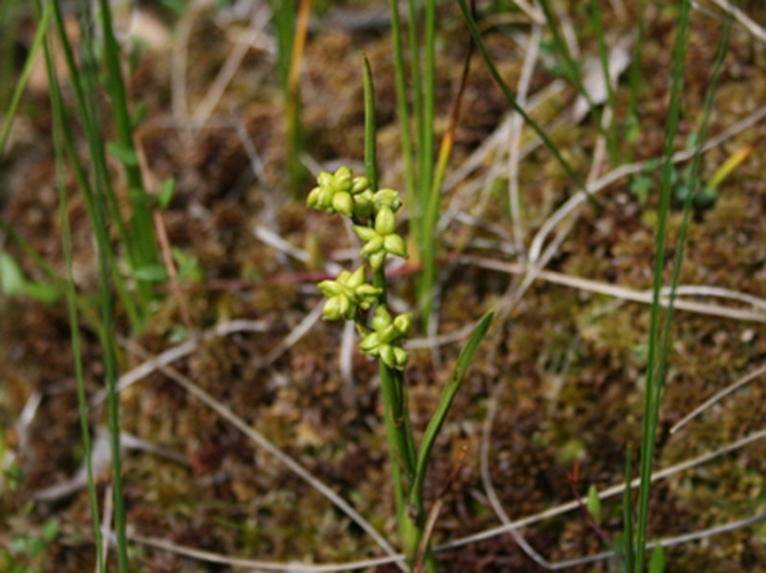 Scheuchzeria palustris