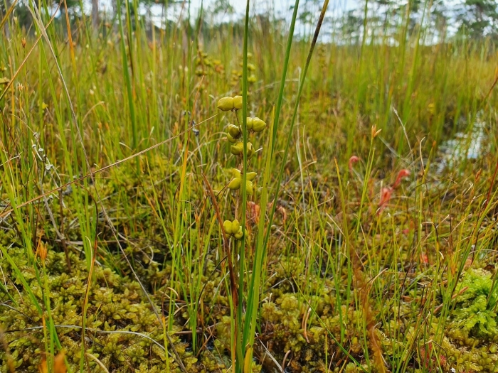 Eleocharis palustris