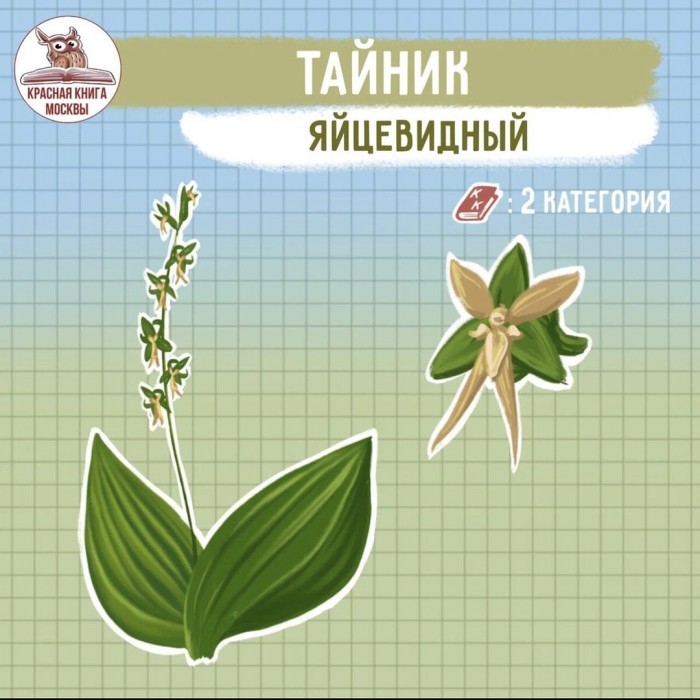 Тайник яйцевидный