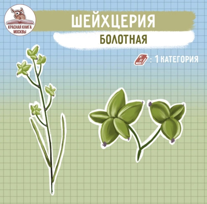 Гудайера ползучая