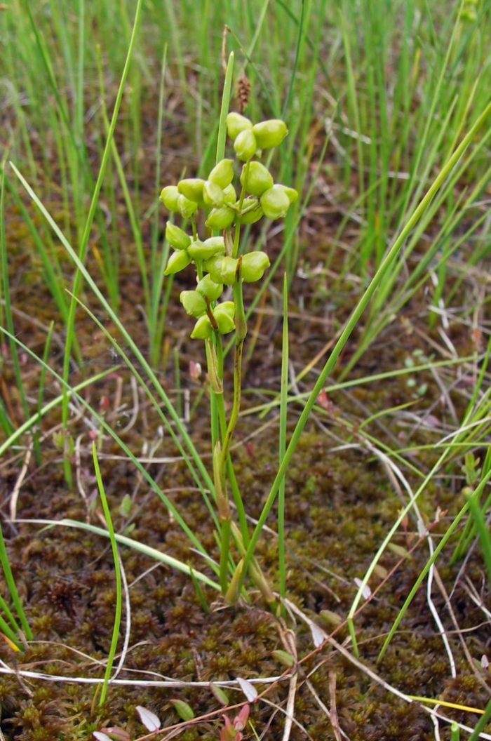 Растения семейства
