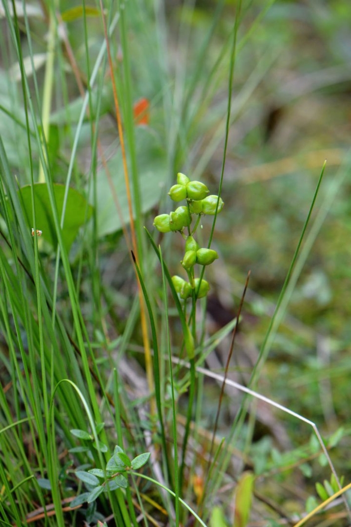Шейхцерия растение
