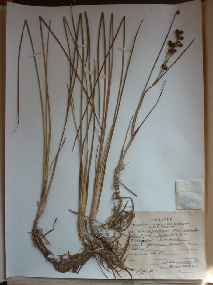 Мятлик луговой