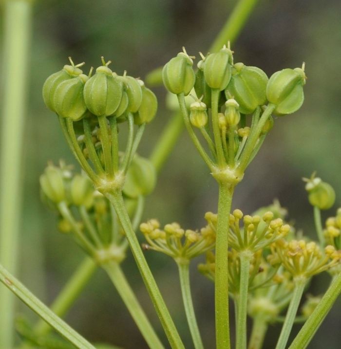 Apiaceae плод