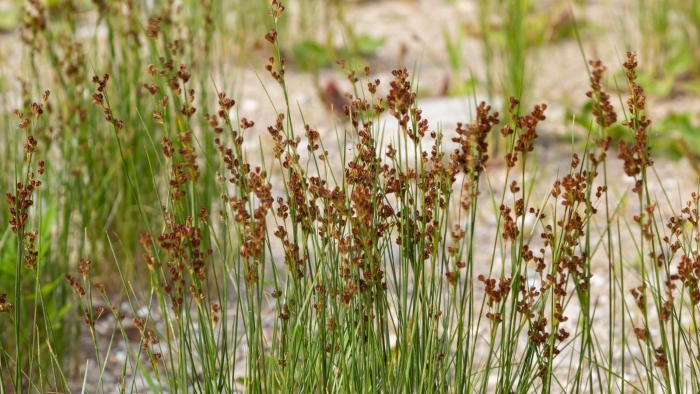 Juncus compressus