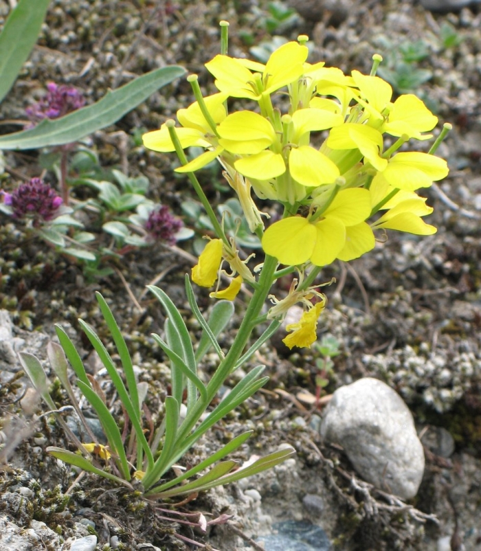 Erysimum aureum