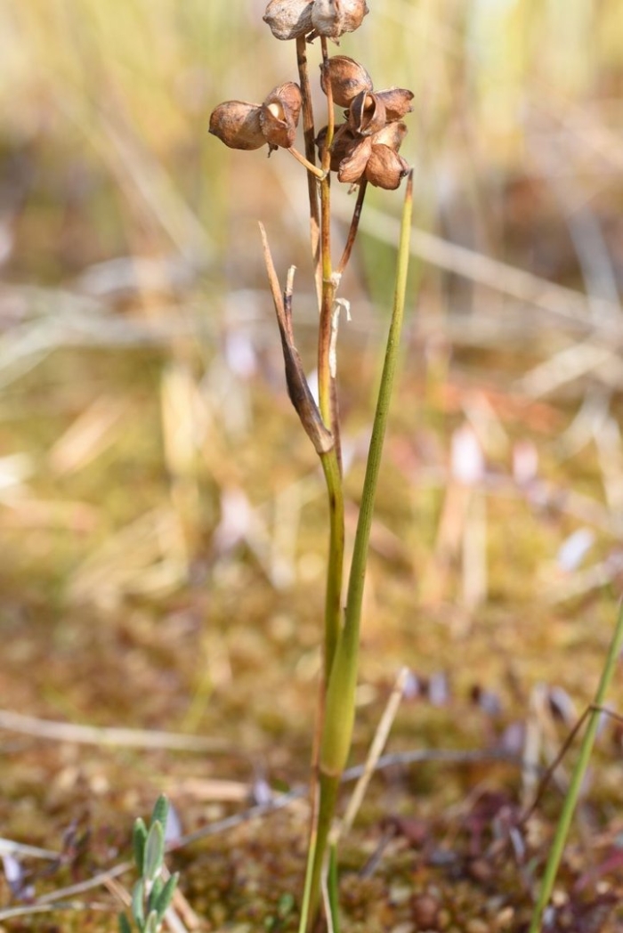 Шейхцерия болотная scheuchzeria palustris