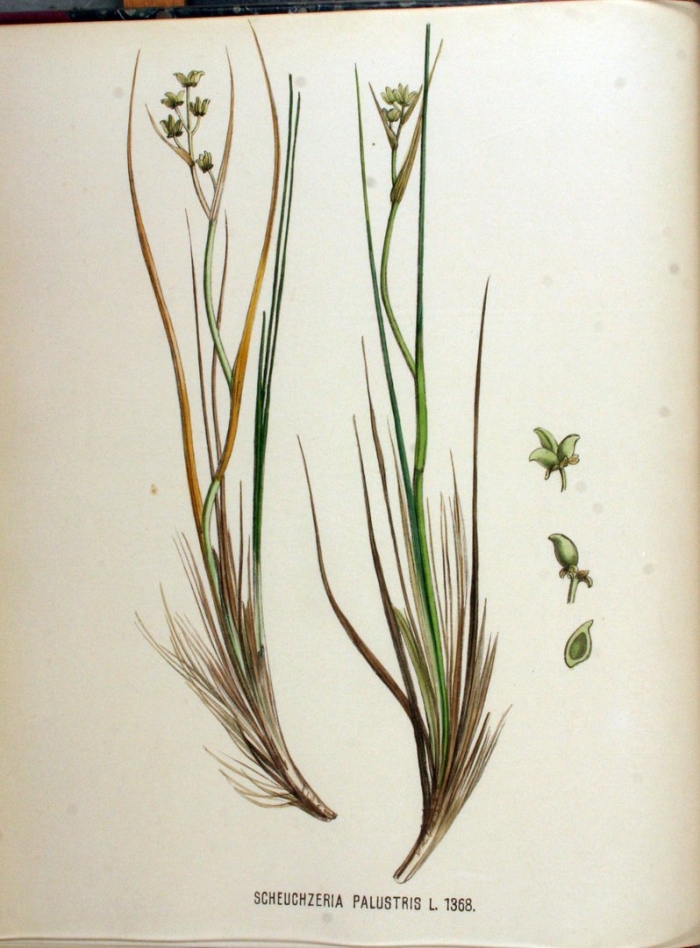 Juncus bulbosus