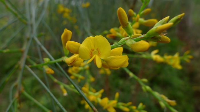 Viminaria juncea