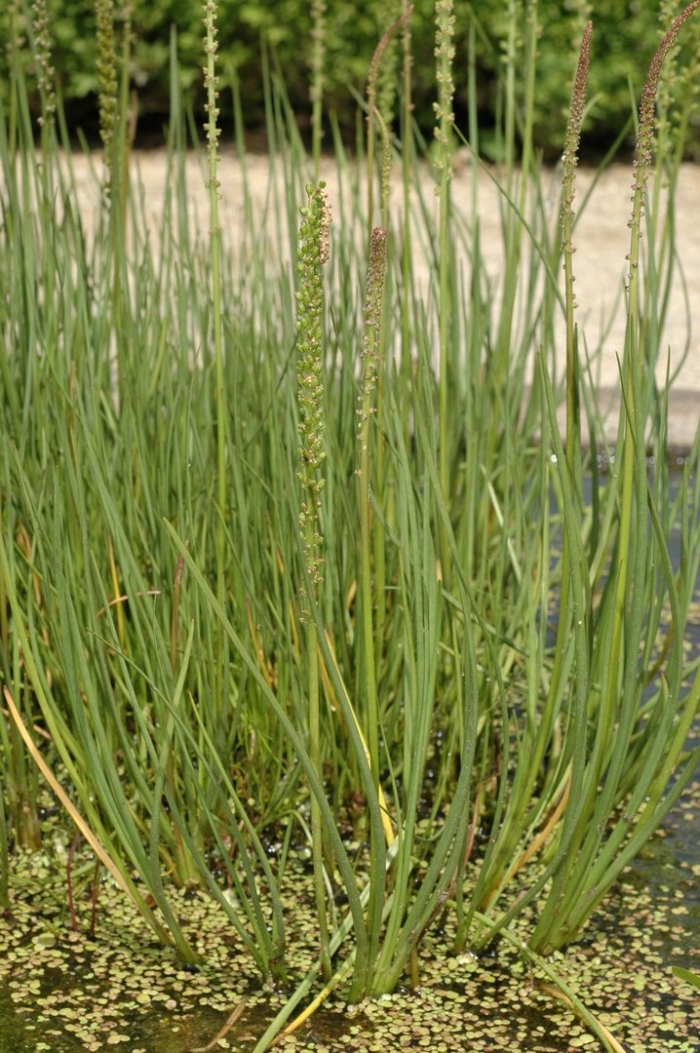 Триостренник болотный