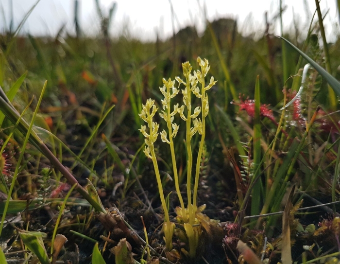 Гаммарбия болотная