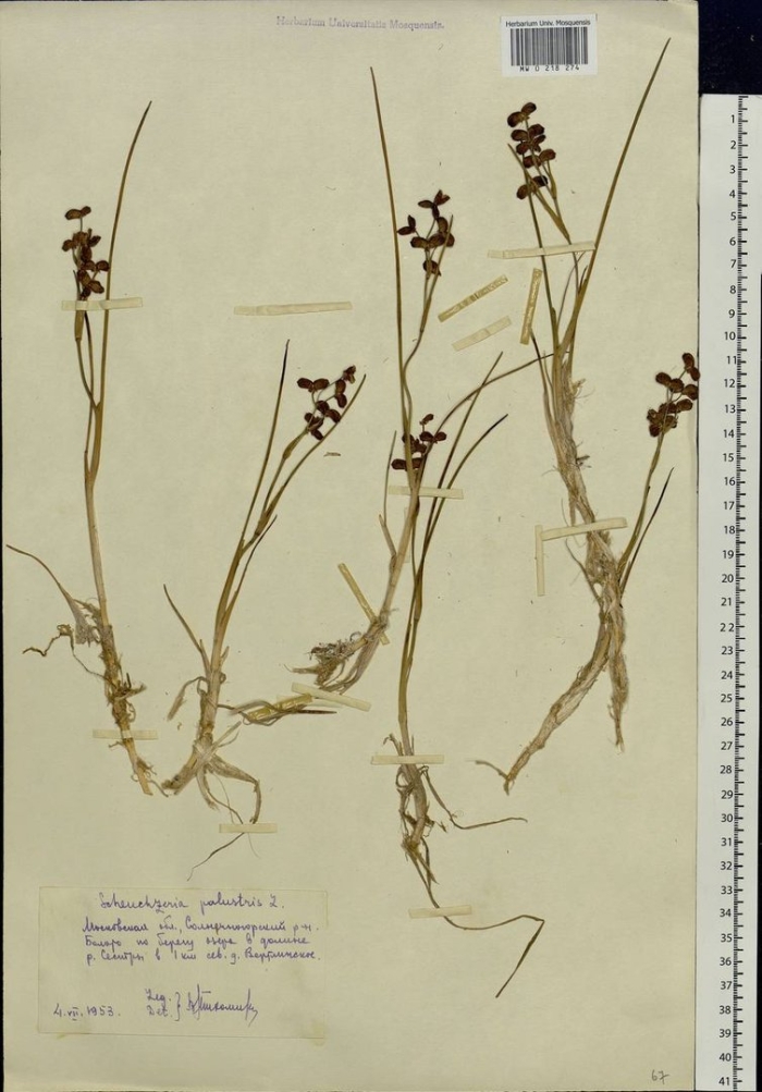 Ситник сплюснутый juncus compressus