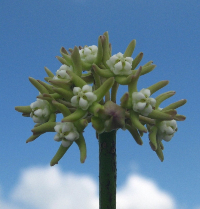 Sarcostemma viminale