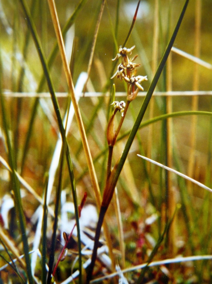 Тайник сердцевидный (listera cordata))