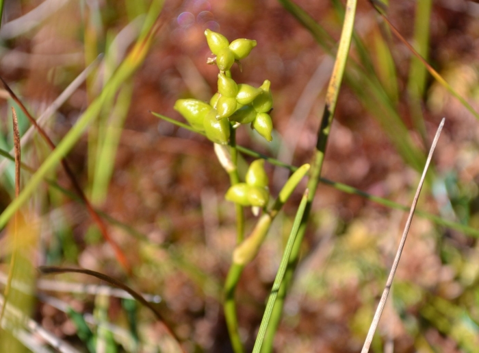 Болотное растение
