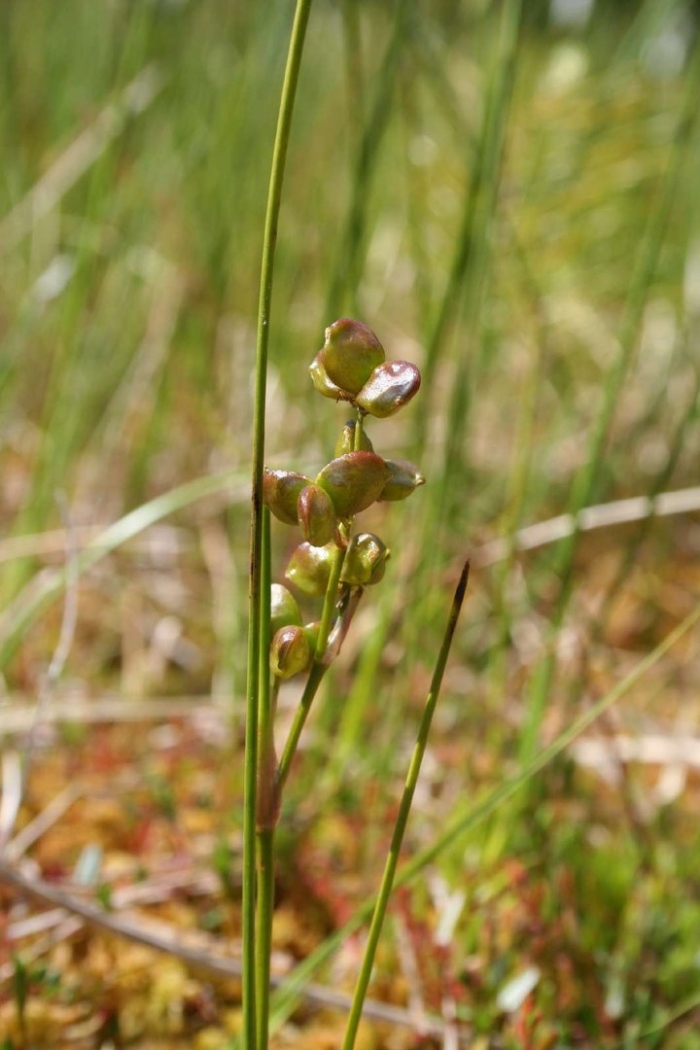Шейхцерия болотная