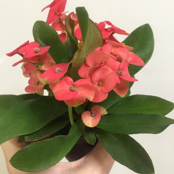 Эуфорбия цветок комнатный