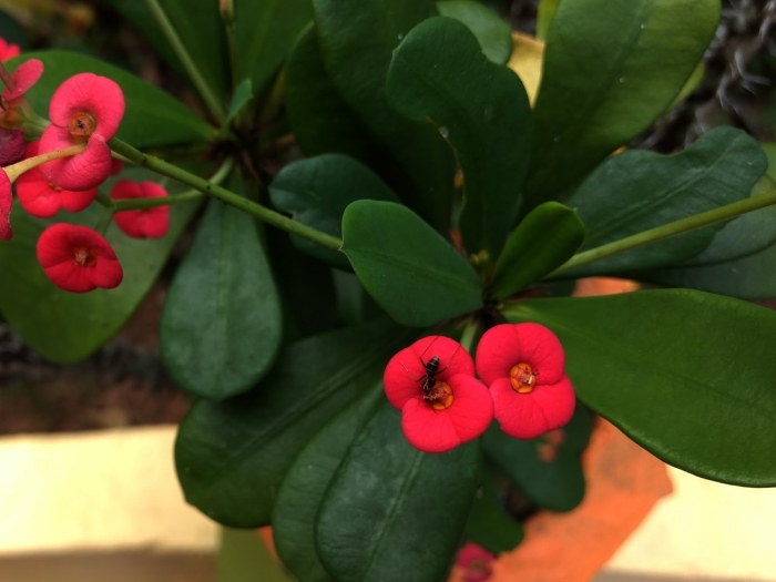 Молочай миля грандифлора