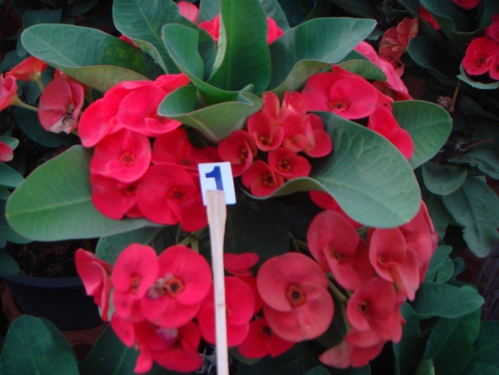 Эуфорбия молочай миля