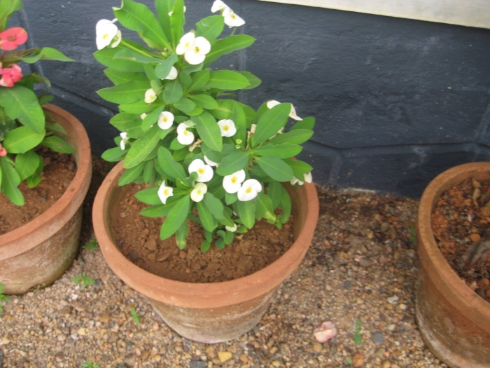 Молочай миля белый