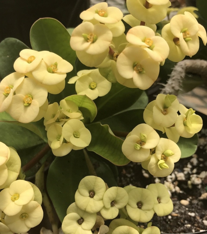 Эуфорбия молочай миля