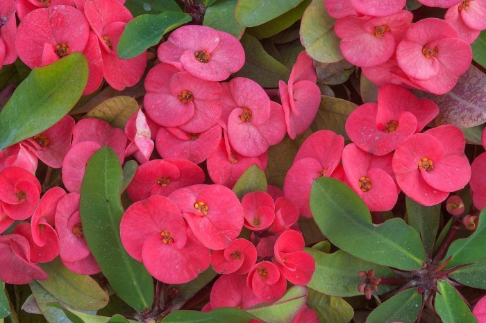 Эуфорбия молочай миля